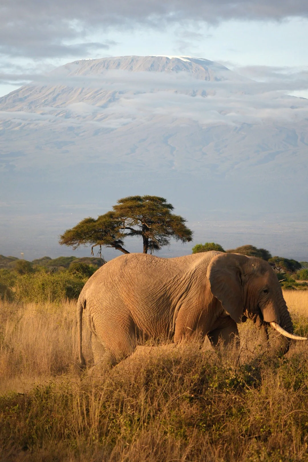 An elephant walking through grass beneath an acacia tree.