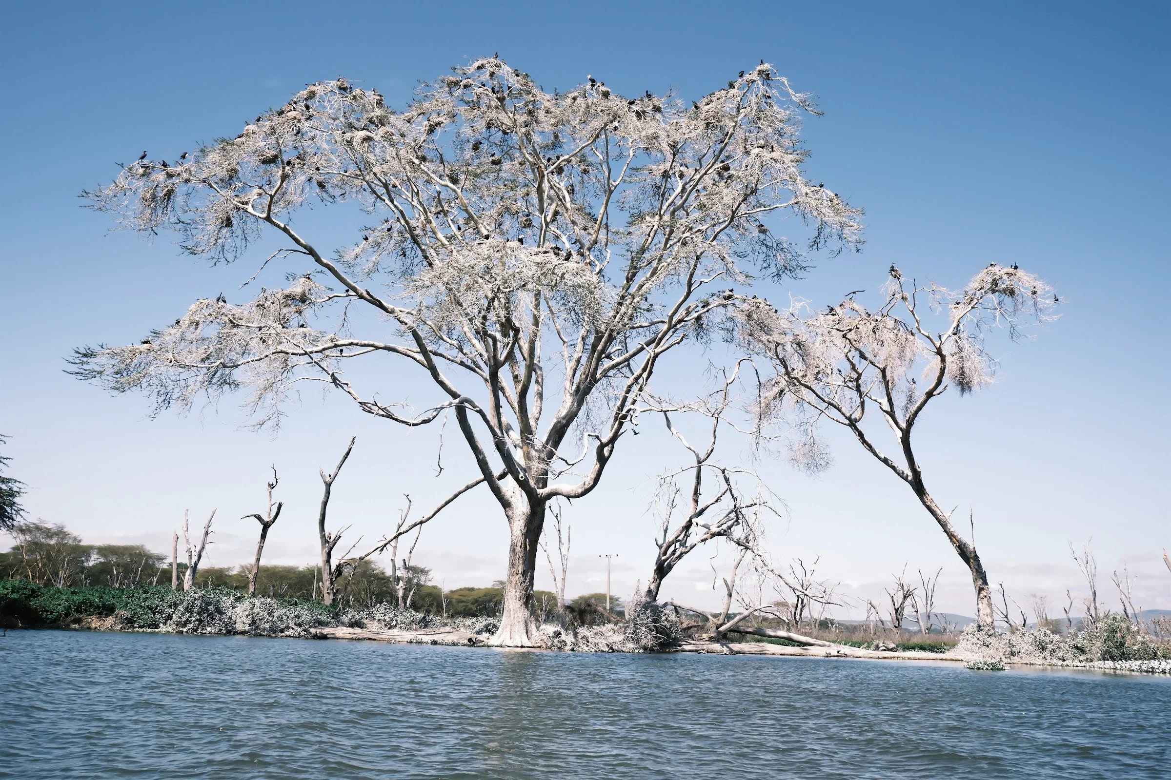A pale leafless tree rising from a blue lake.