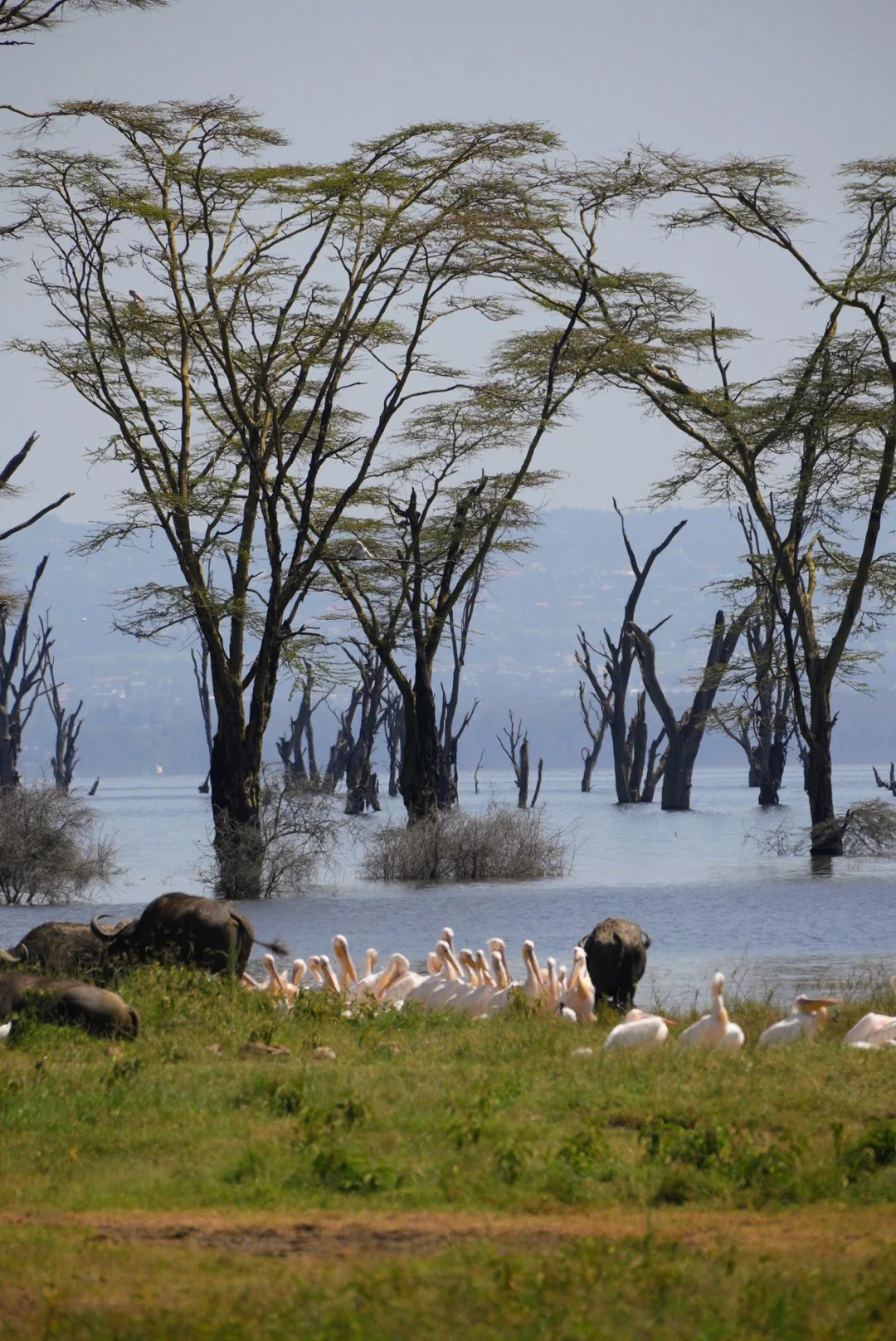 Wildlife gathering among submerged trees in a lake.