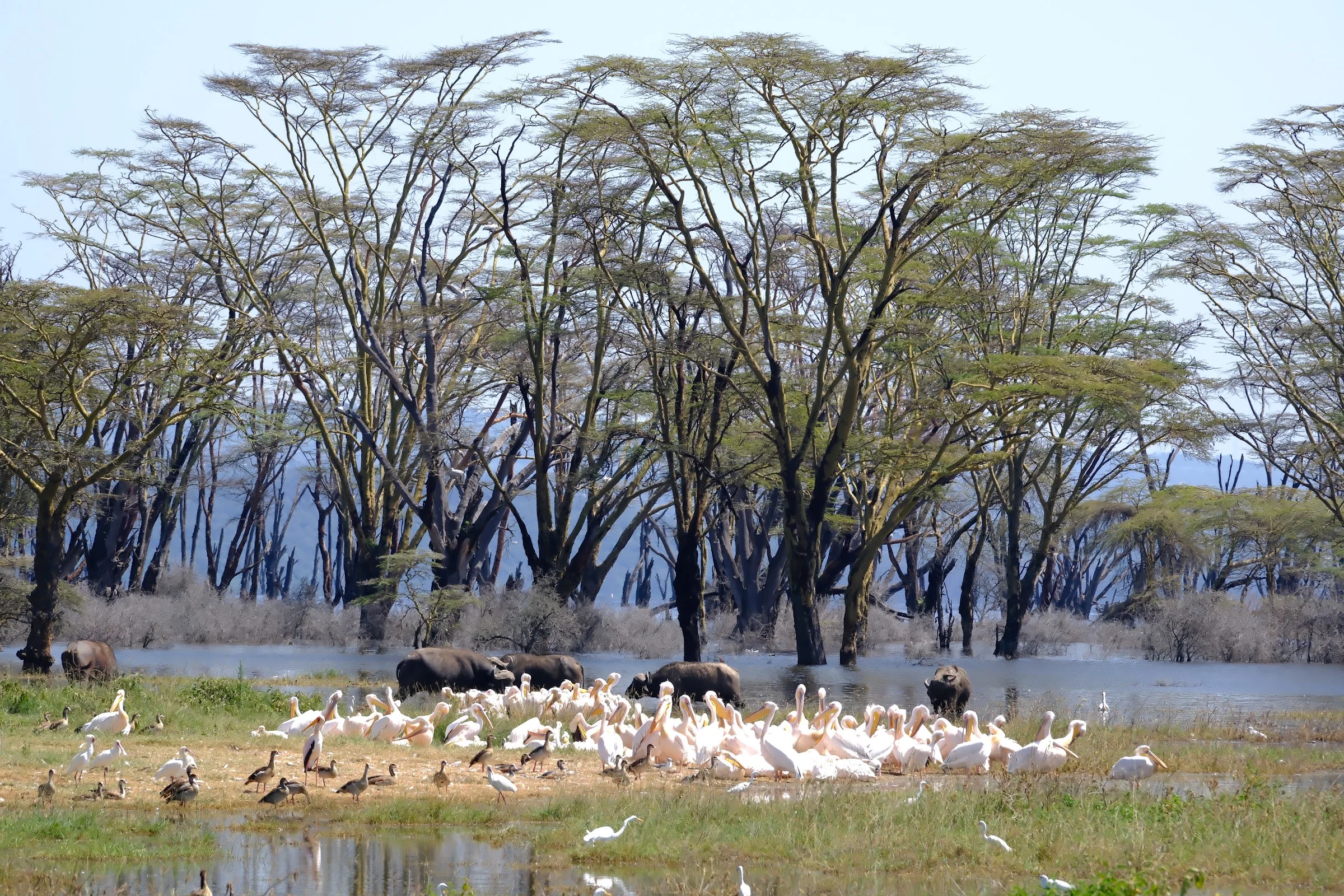 A flock of pelicans resting before a flooded forest.