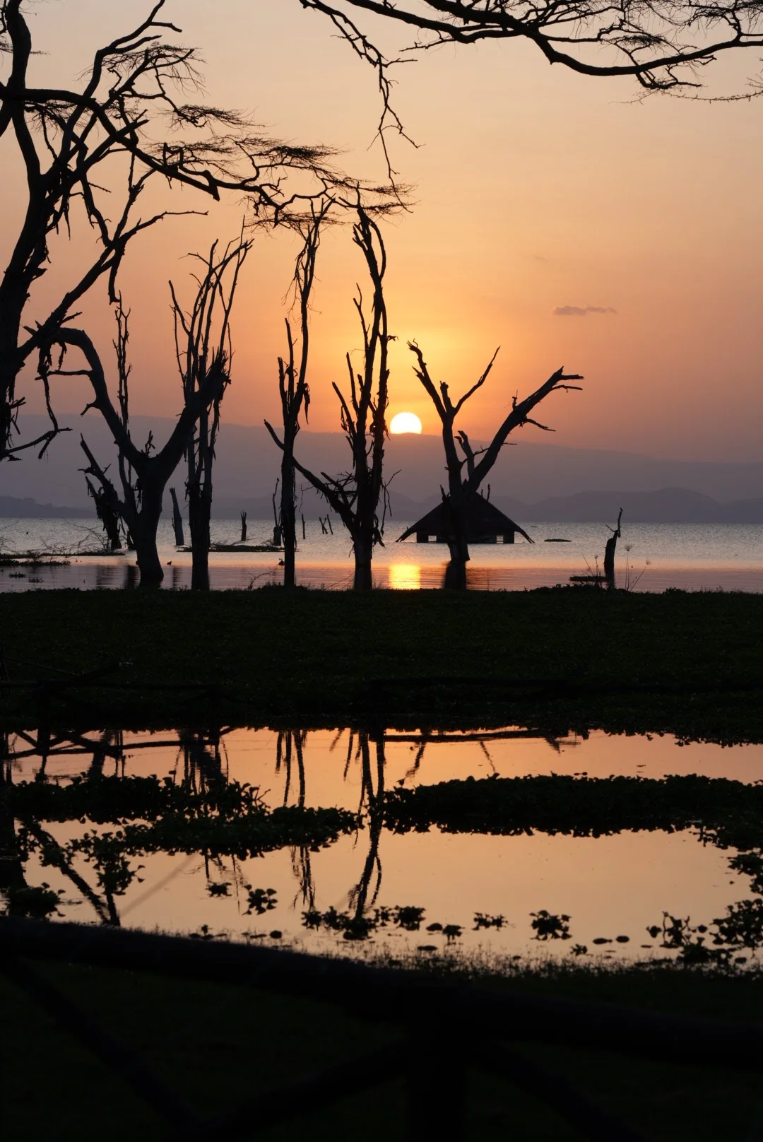 A fishing boat silhouetted at sunset among bare tree trunks.