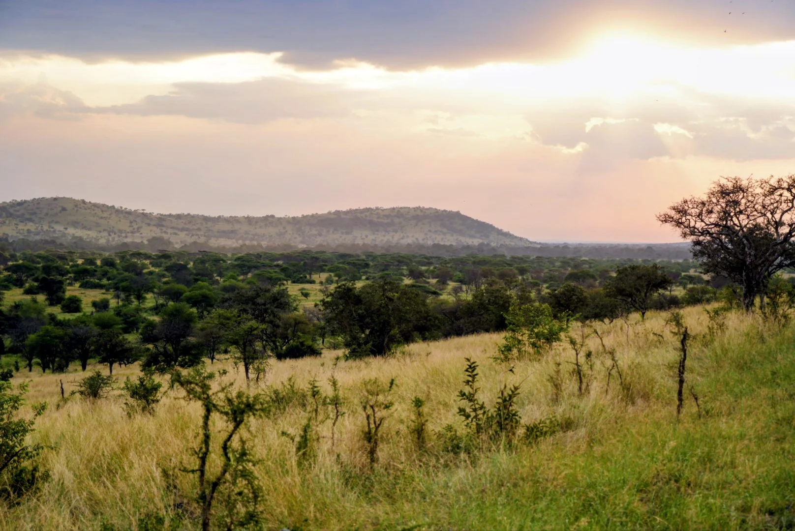 Warm evening light spreading across an open savanna.
