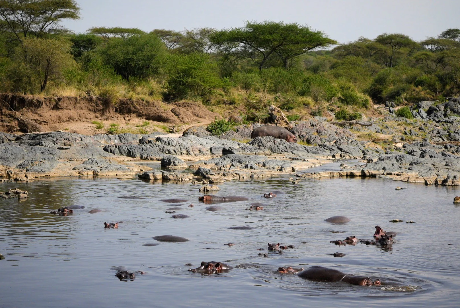 Hippos gathered in shallow water between pale rocks.