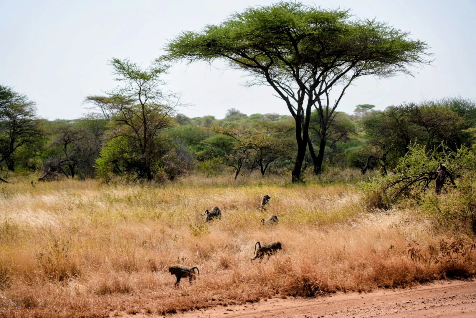 Wildlife moving through dry grass beneath an acacia tree.