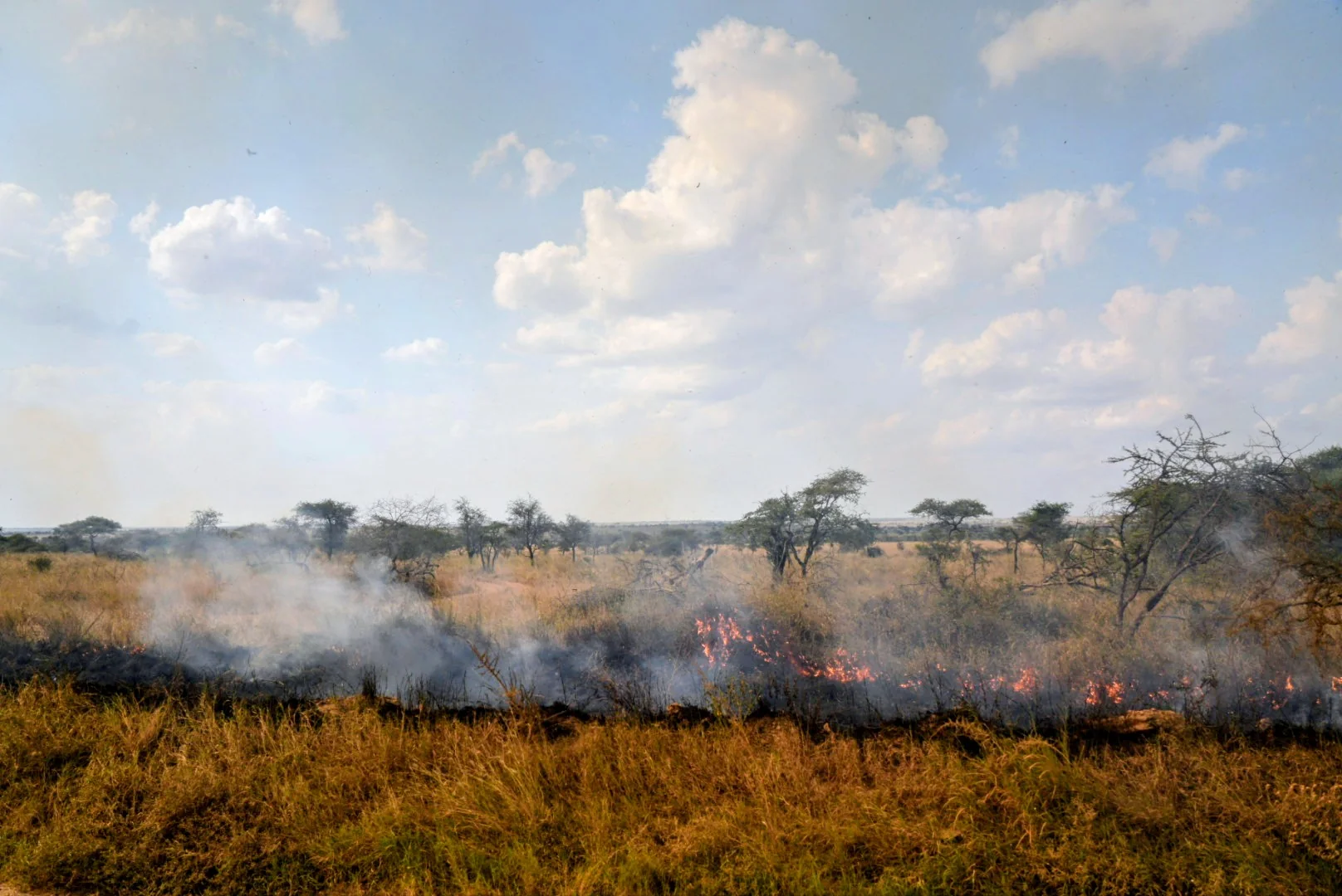 A low line of fire moving across dry grassland.