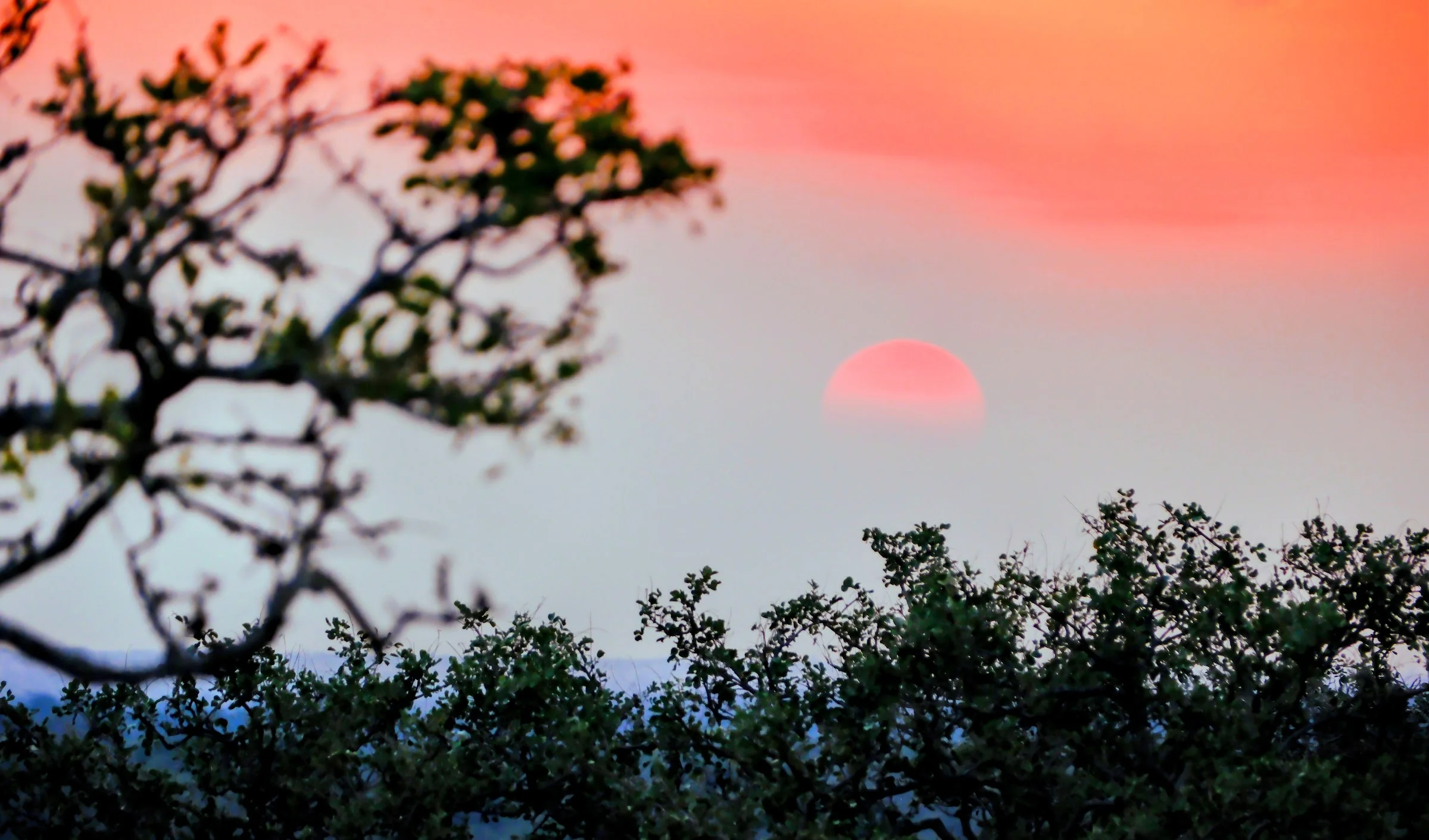 A red sun descending behind a dark tree canopy.