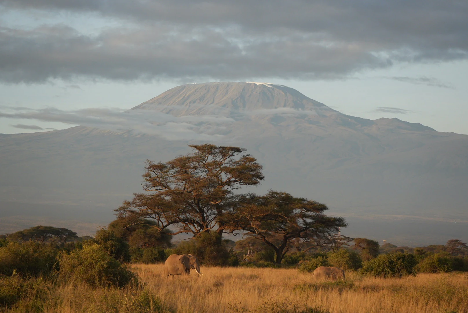 Elephants crossing golden grass beneath acacia trees and Mount Kilimanjaro.