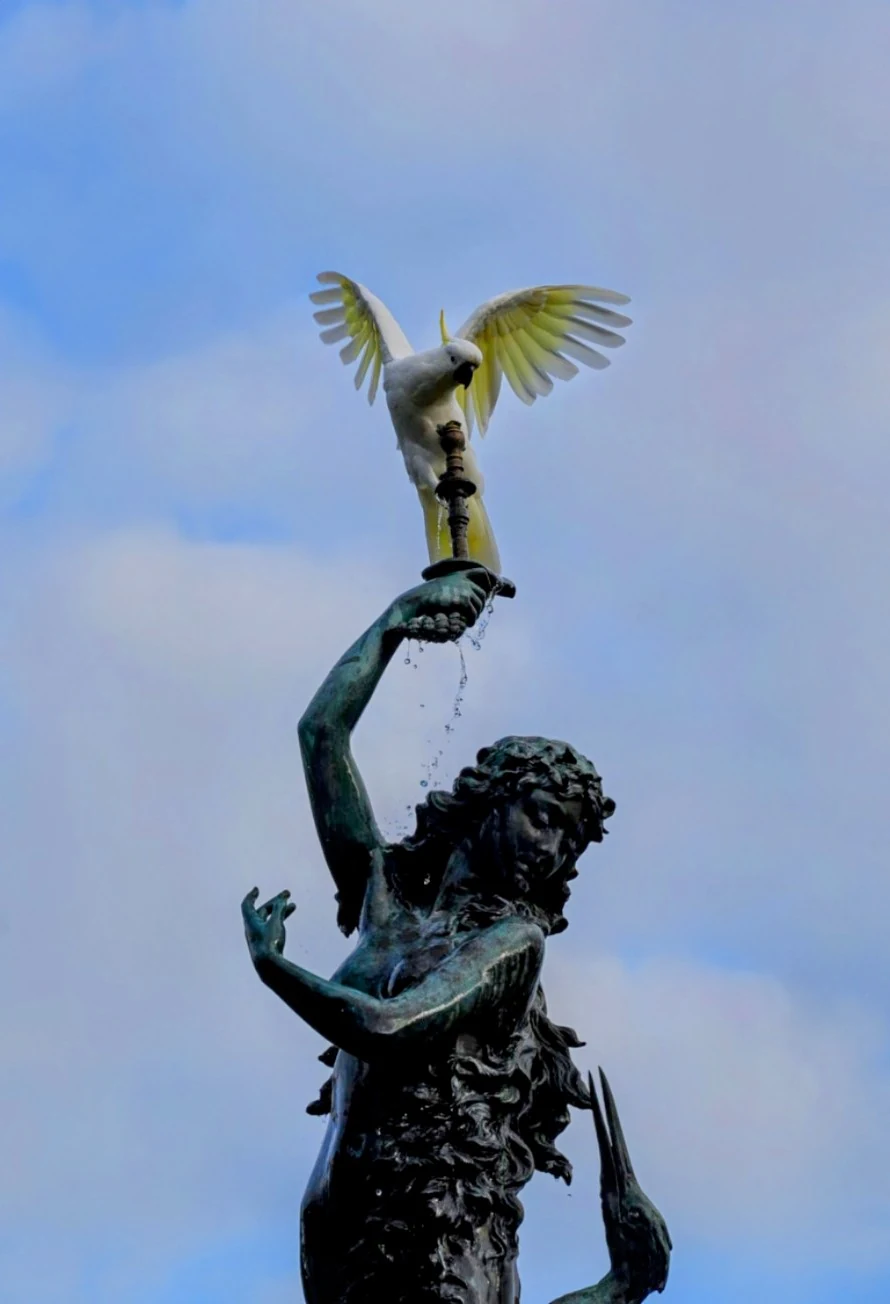 A sulphur-crested cockatoo balancing with spread wings on a bronze fountain statue.