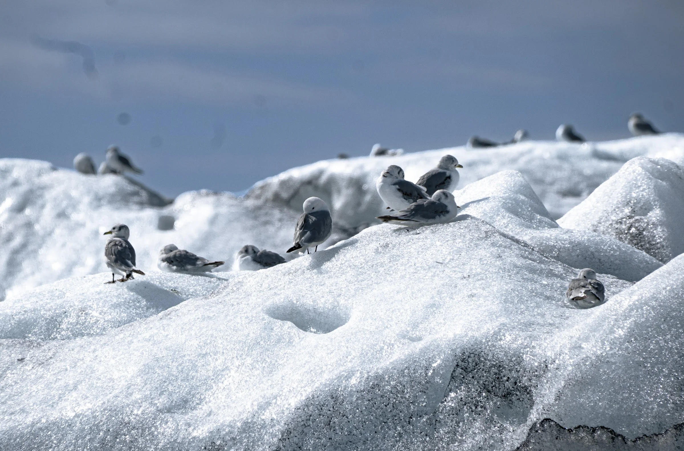 Dark birds scattered across a field of blue-white ice.