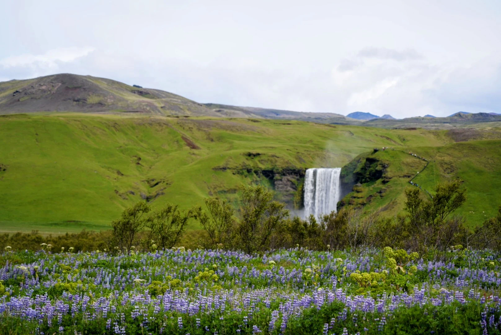 Skogafoss rising beyond a field of purple lupines and green hills.