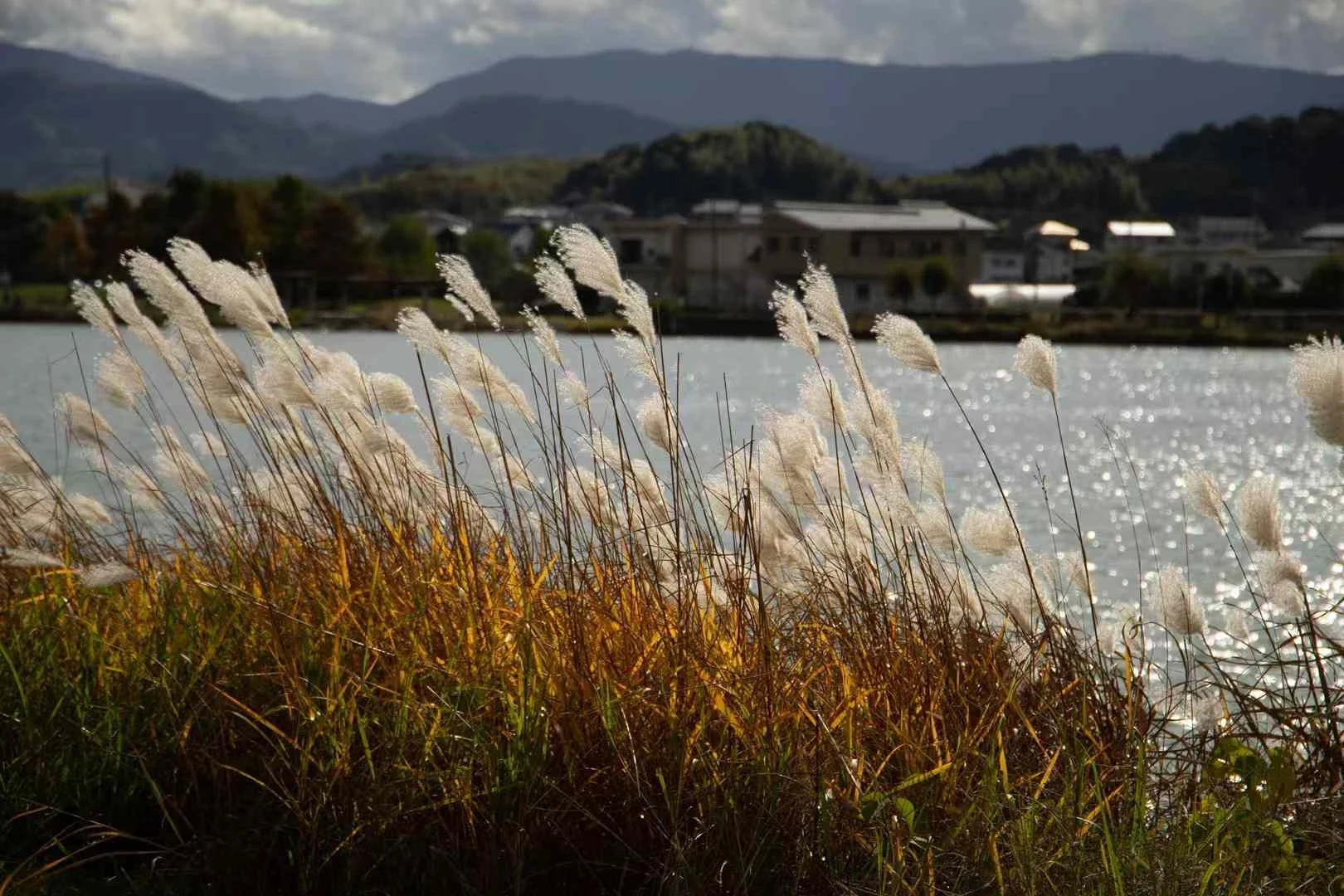 Silver reeds glowing beside a calm lake beneath dark mountain ridges in Japan.