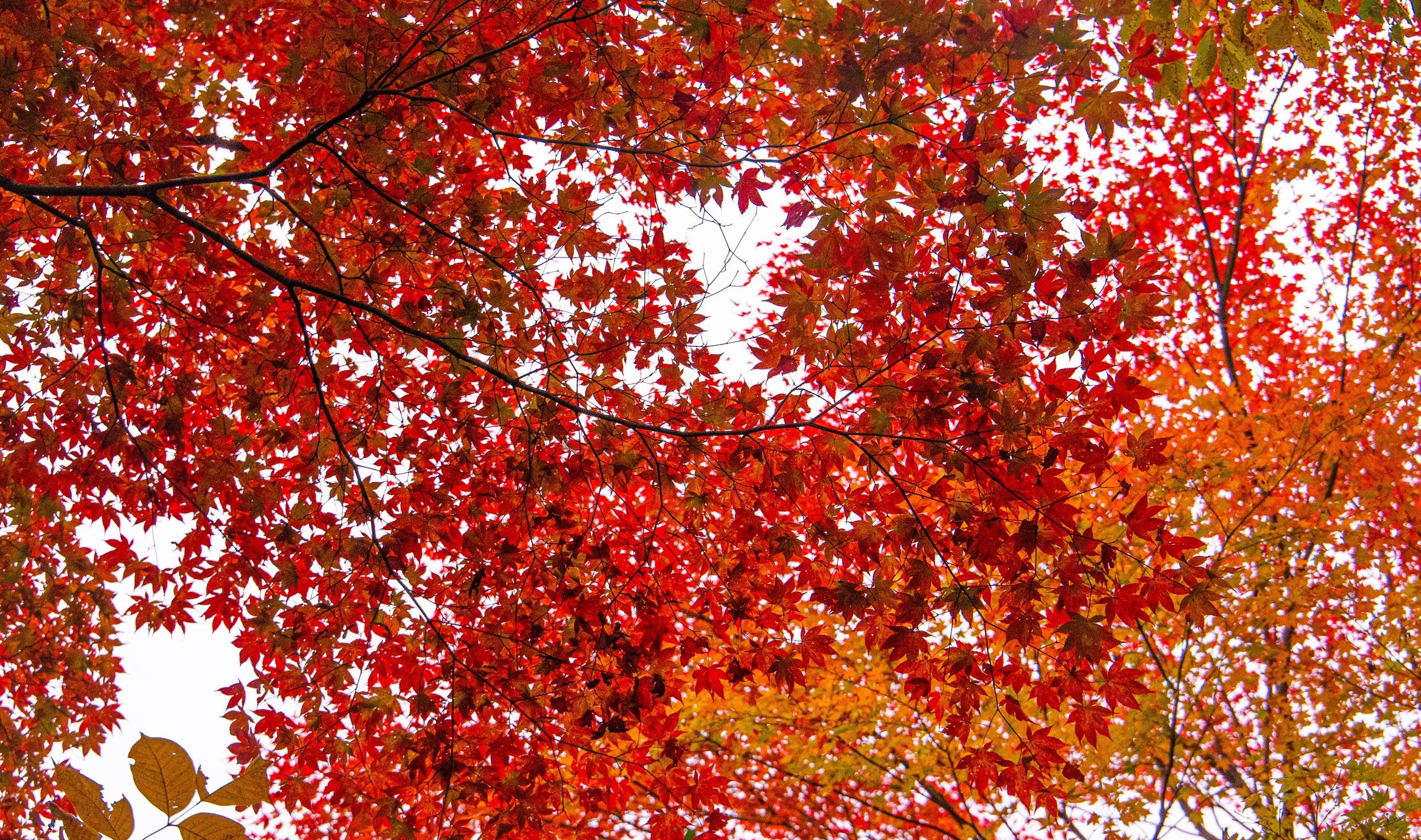 A dense canopy of brilliant red Japanese maple leaves.