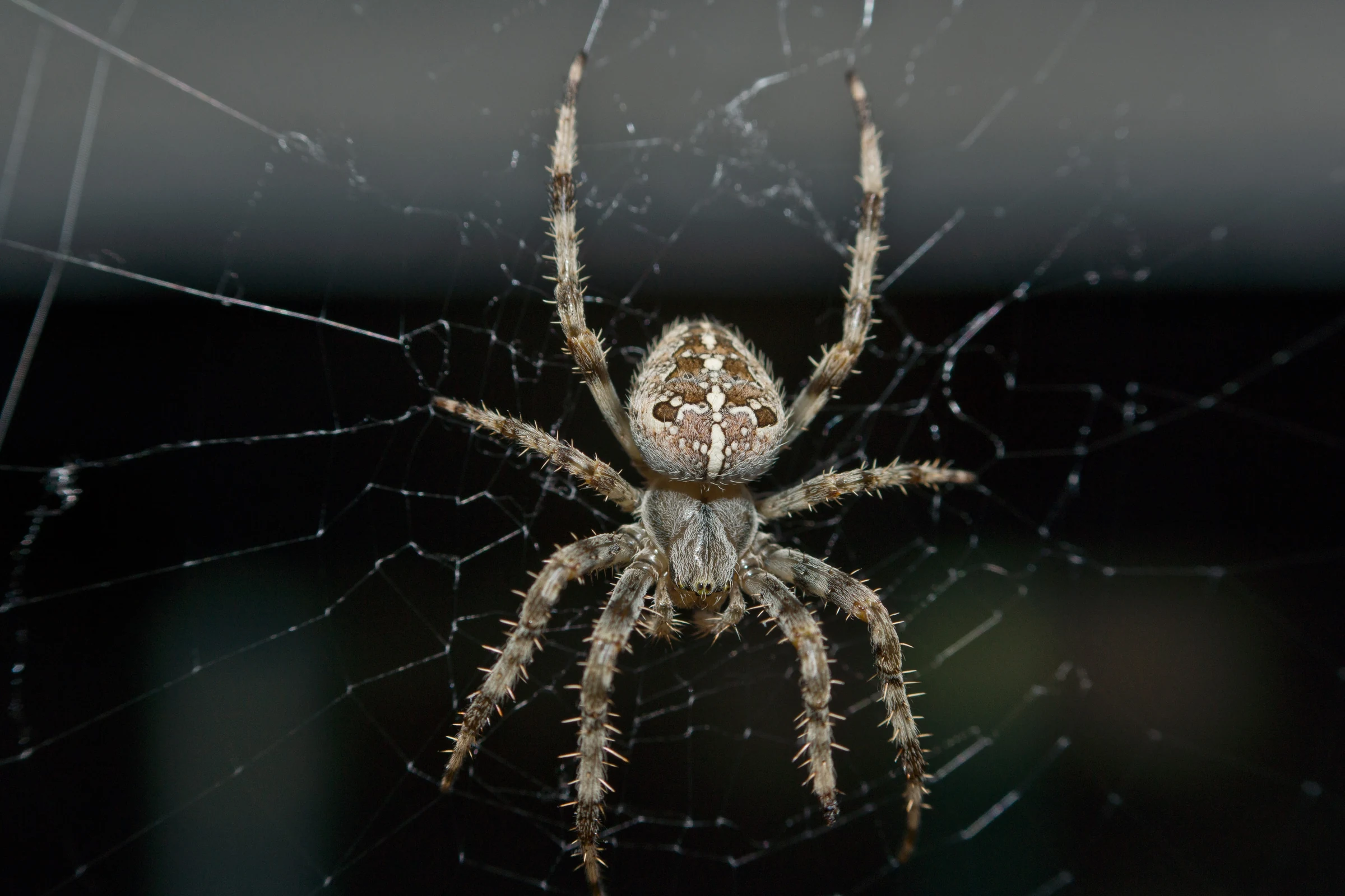 A spotted orb-weaver suspended in its web against a dark background.