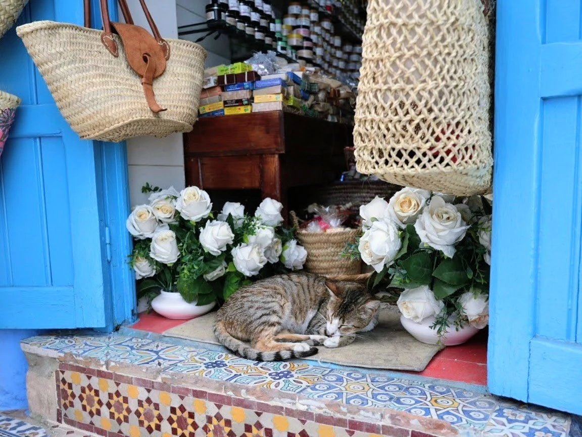 A sleeping cat in a blue-framed Moroccan shopfront among woven baskets and white roses.