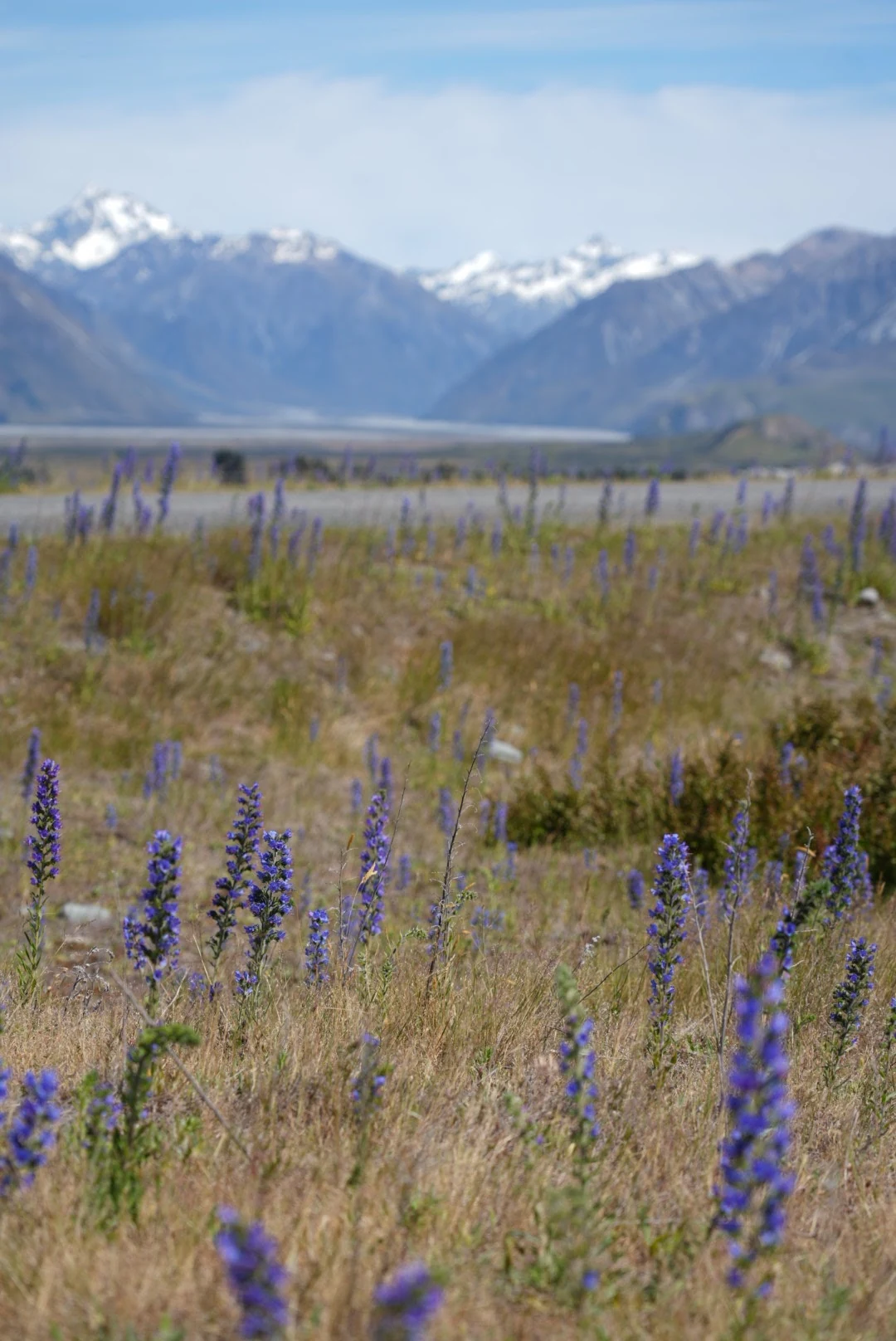 Purple lupines in dry grass before a broad valley and snowcapped mountains.