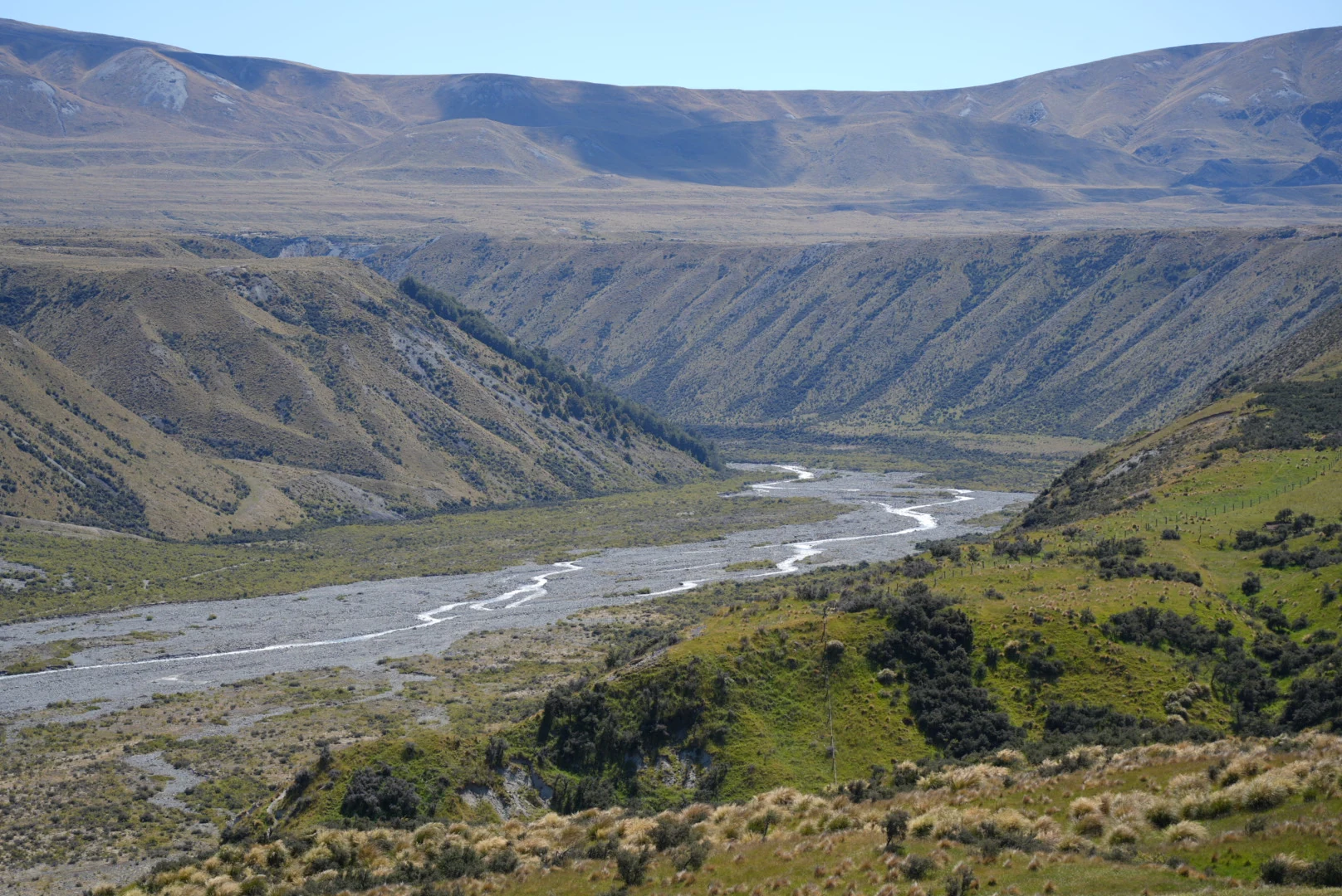 Purple lupines spreading toward a line of snowcapped mountains on New Zealand's South Island.