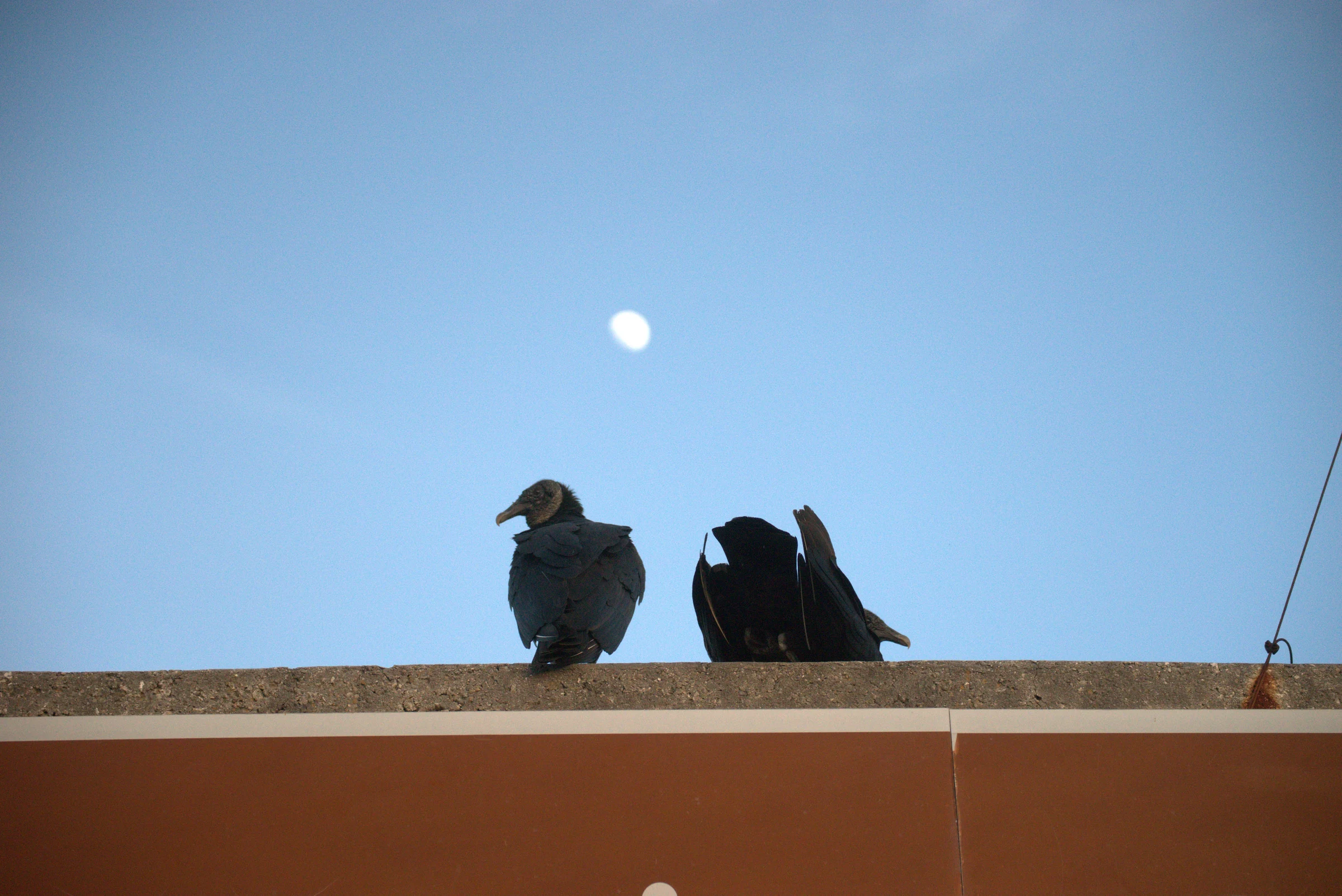 Two vultures resting on a rooftop beneath the daytime moon.