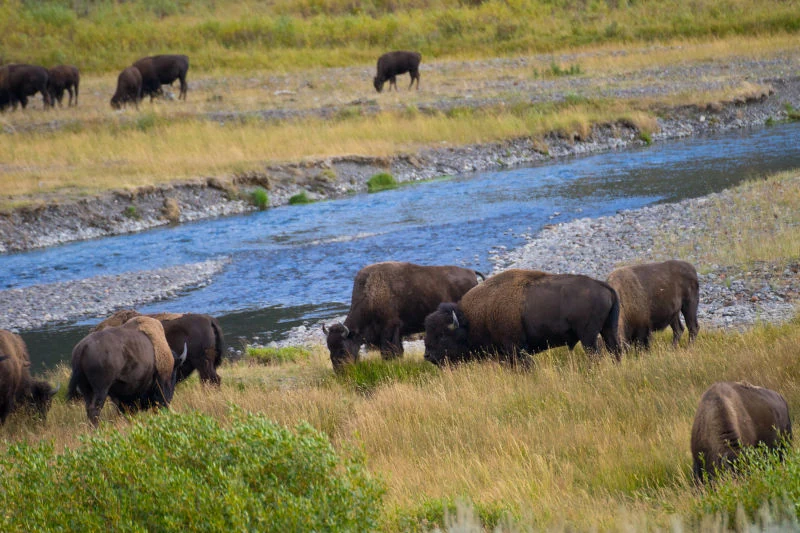 A bison herd grazing beside a braided river in Yellowstone.