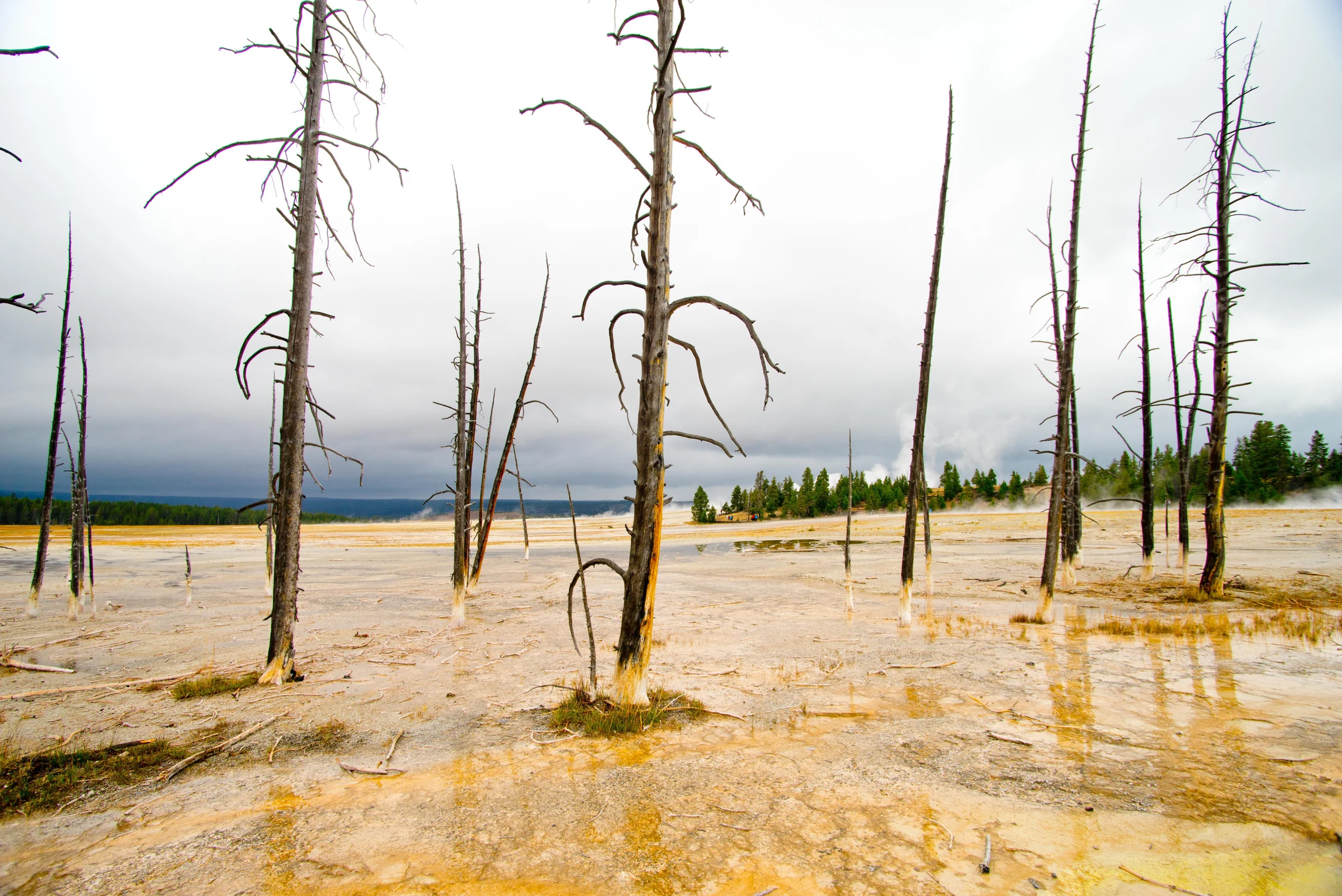 Bare trees rising from a pale mineral terrace beneath storm clouds.